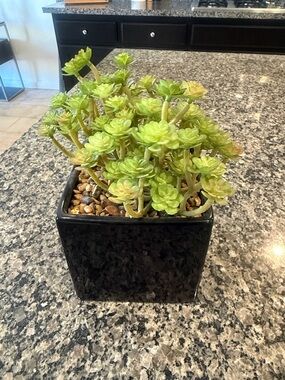 Artificial Green Succulent Arrangement in Black Ceramic Planter - Home Accents
